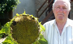 Sonneblom 31cm in deursnee